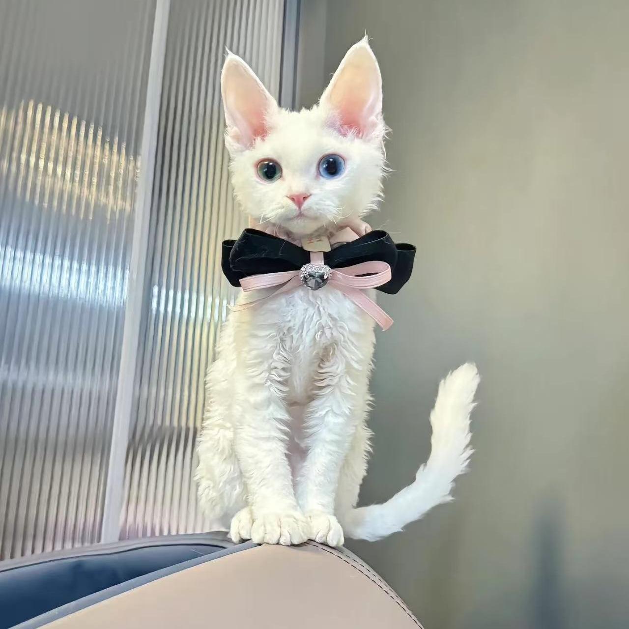 （钱多多）T猫猫活体猫崽