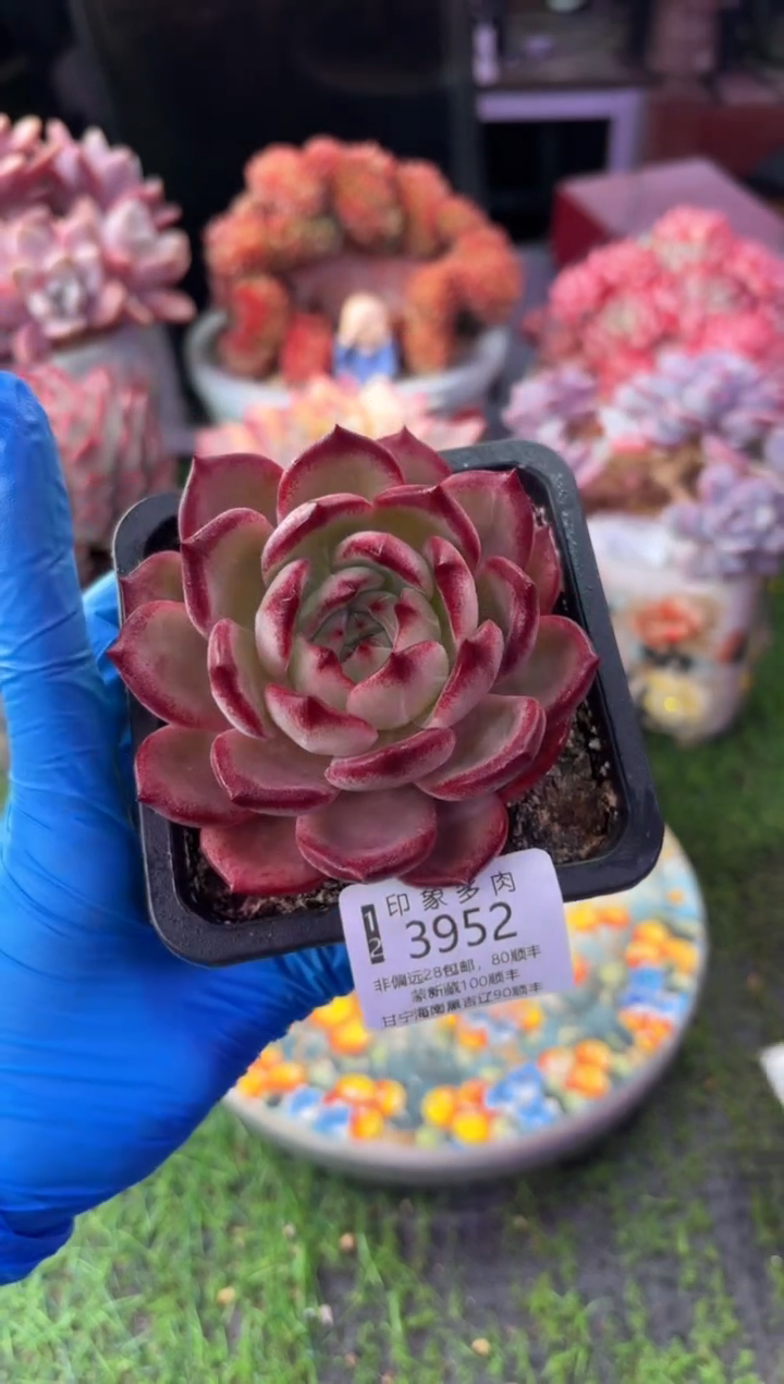 昆明印象多肉3952