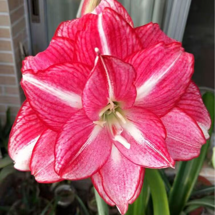 朱顶红 超级安瑞雅 种球包对版