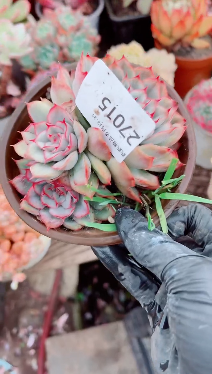 乖*兔跃跃精品多肉27015