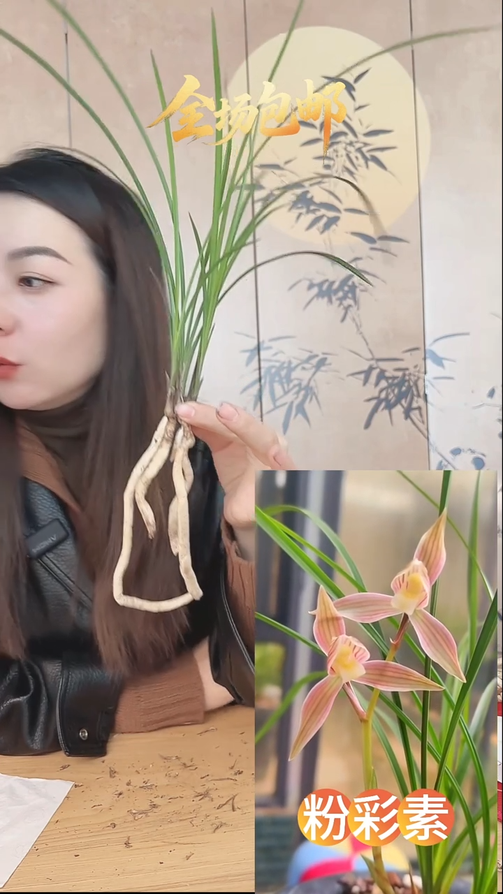 当前无花栽培后可以开花：粉彩素