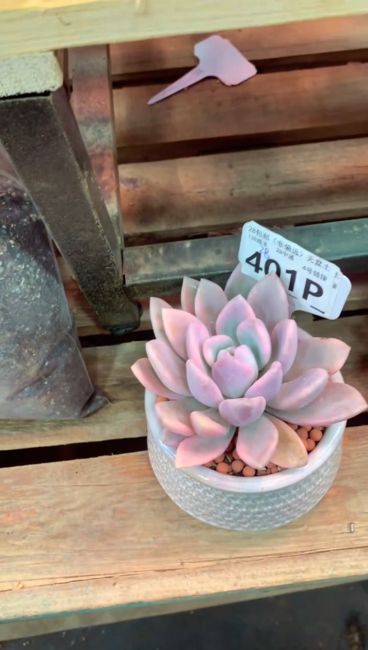 401P（一物一拍，精品多肉，所见即所得 ）