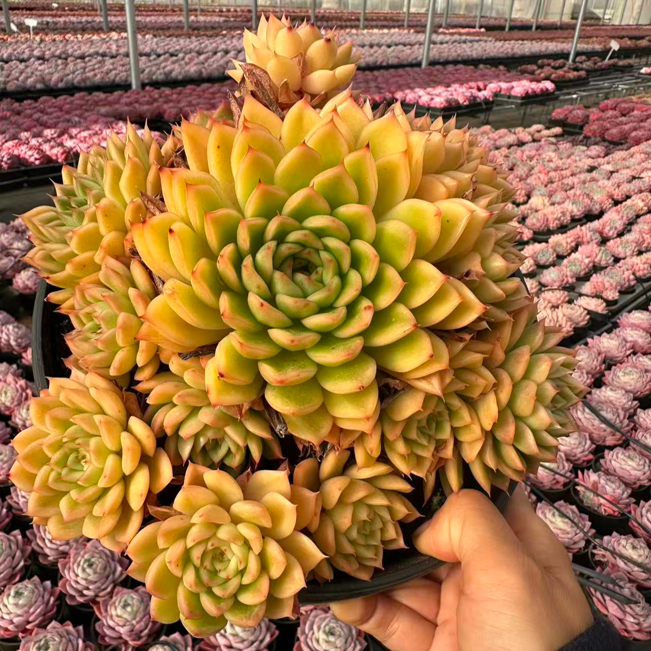 15#金光7头多肉植物  前男友精品多肉 SM0041