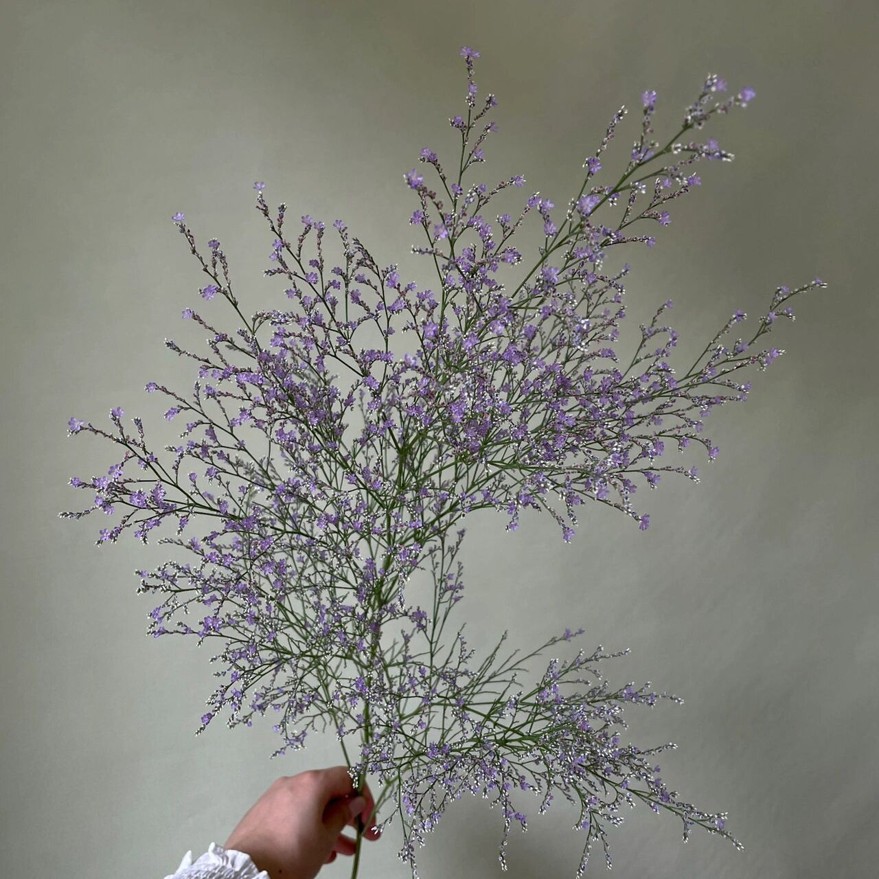 水晶情人草勿忘我配花