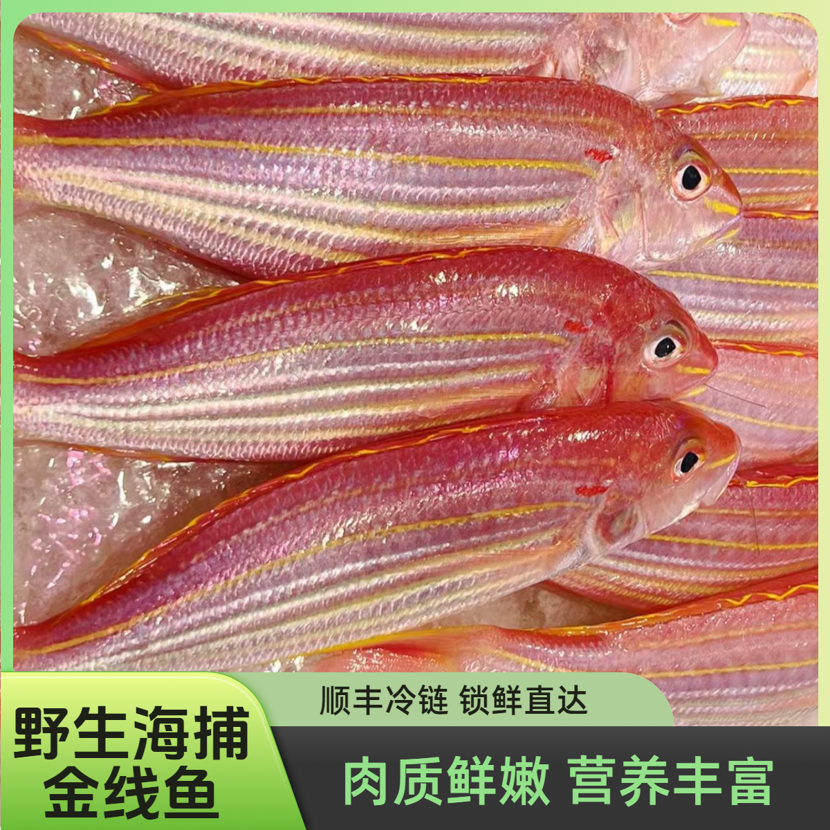 （3条/斤）野生海捕金线鱼 野生金丝鱼新鲜海鱼