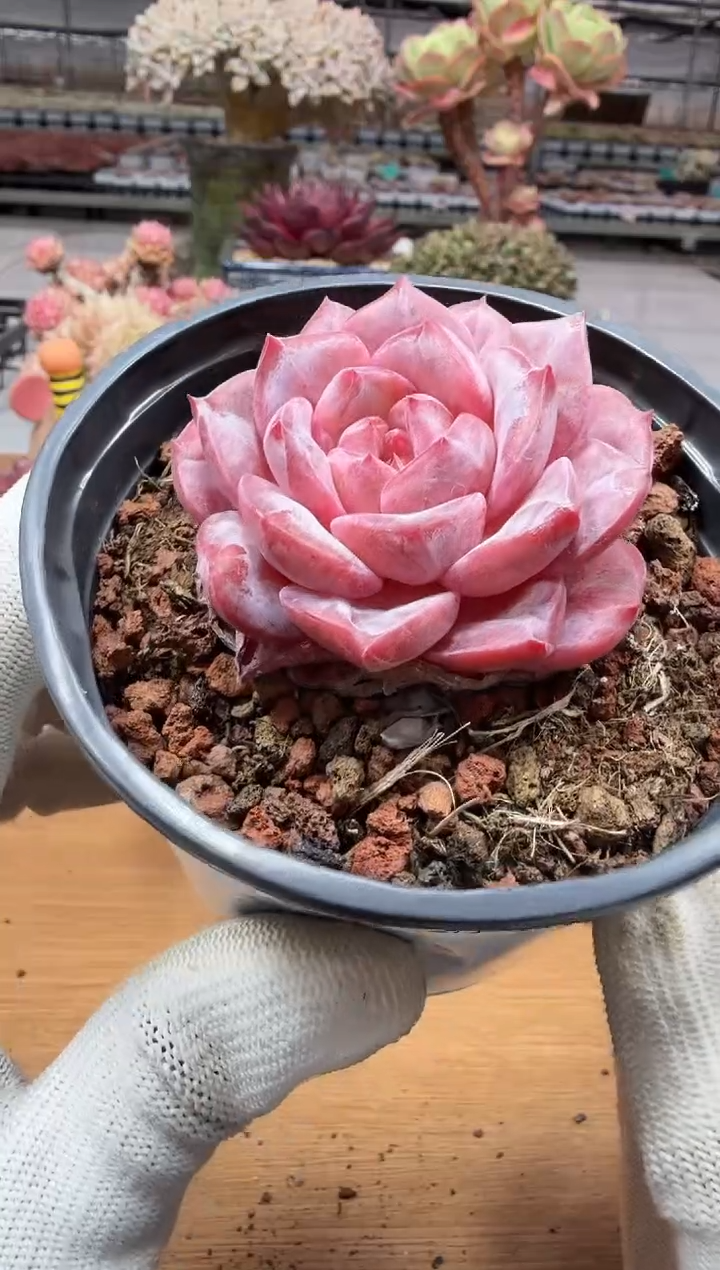 东云多肉园二店-112