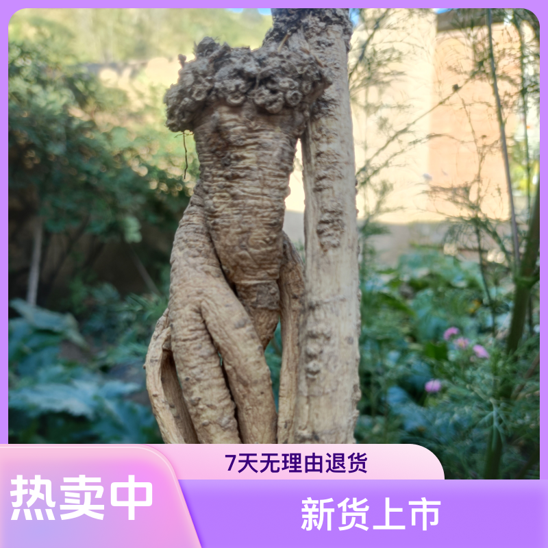 甘肃野山采挖无硫野党参新货煲汤煮水泡水泡酒佳品