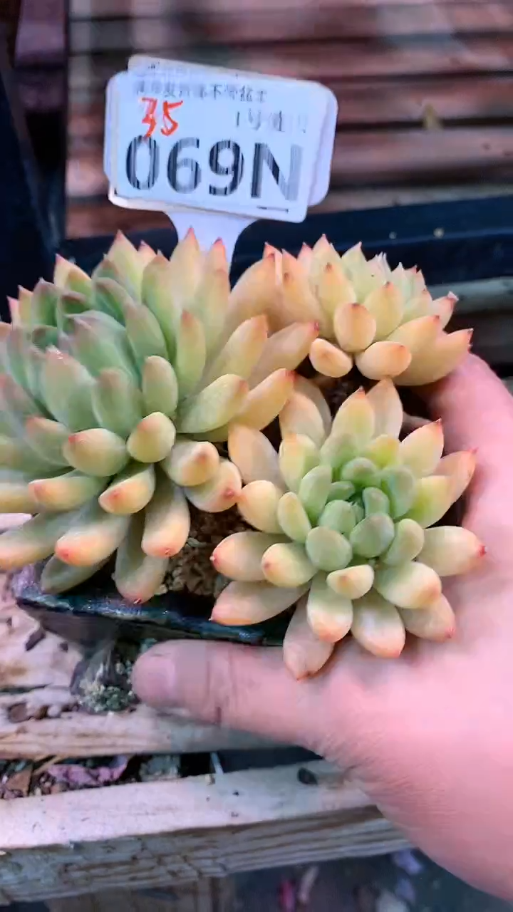 【闪购商品】069NNN