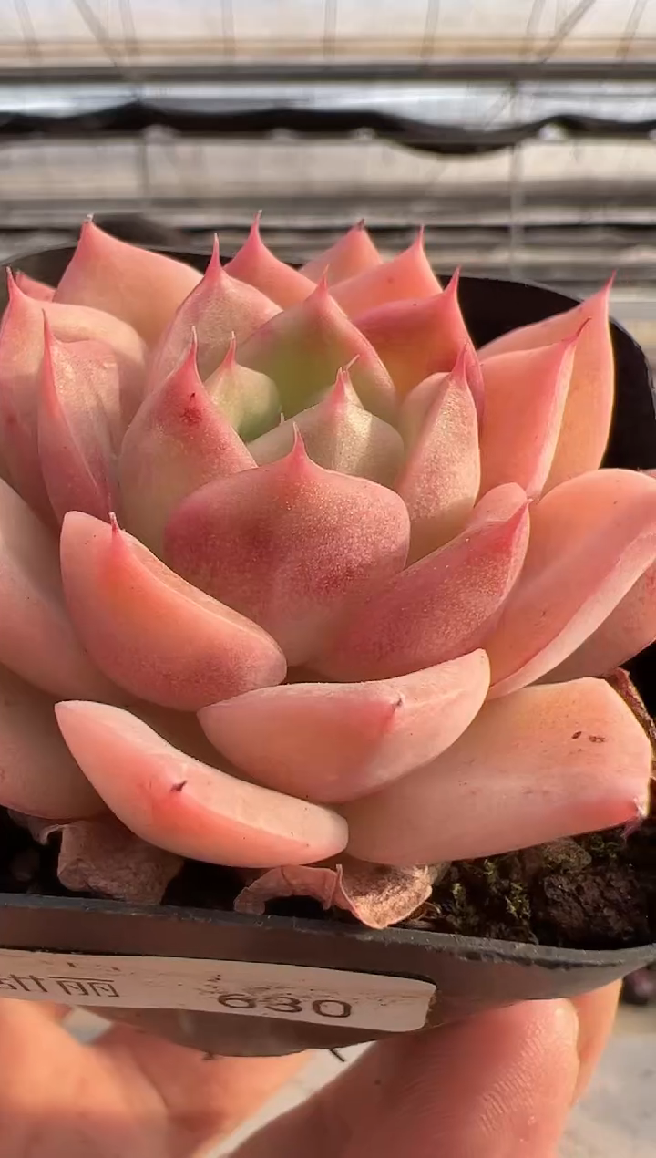 【闪购商品】新款多肉-280