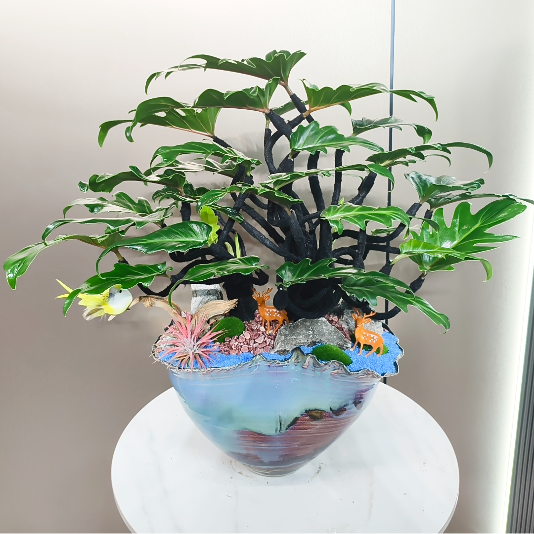 小天使盆景绿植物室内客厅办公盆栽耐阴新中式禅意龙鳞仙羽蔓绿绒