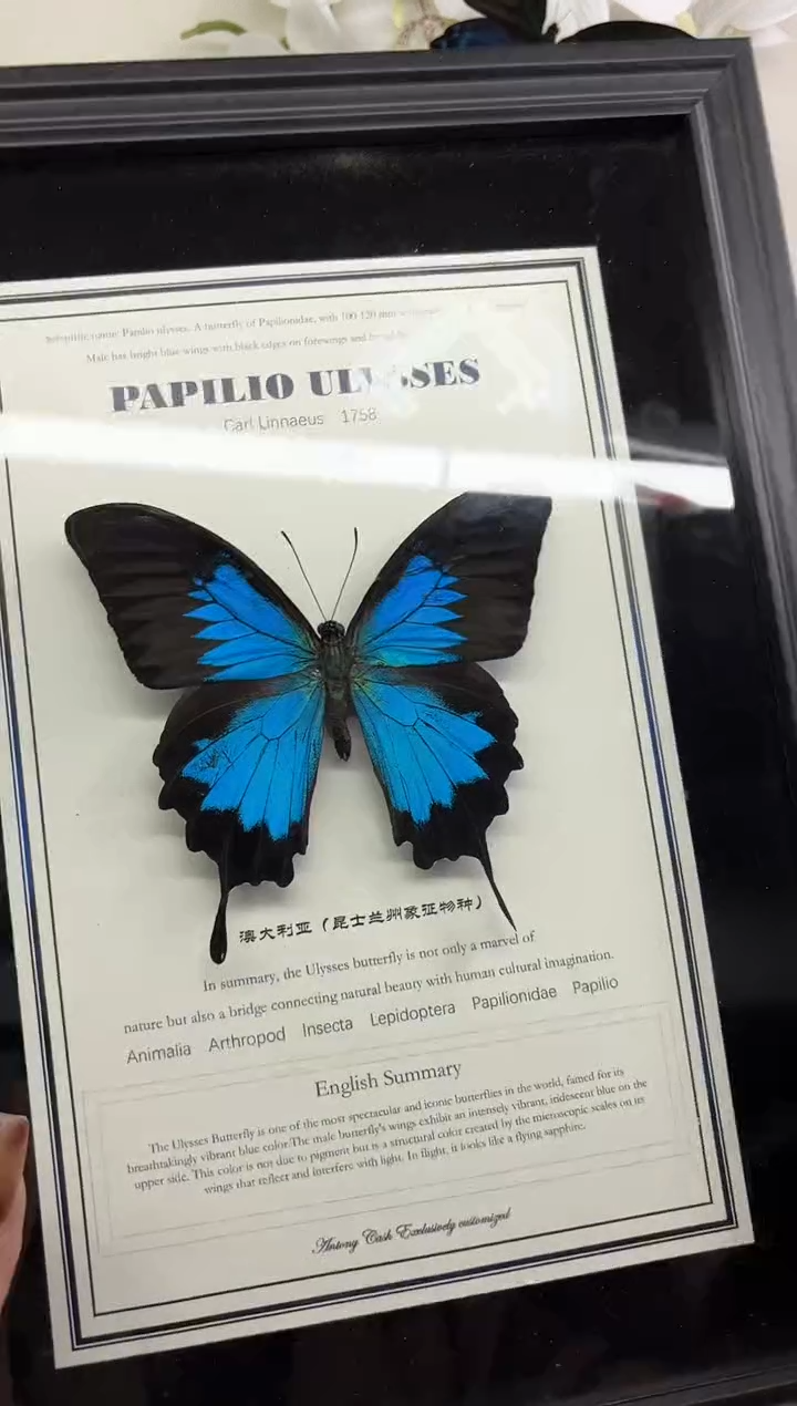 有机玻璃天堂凤蝶