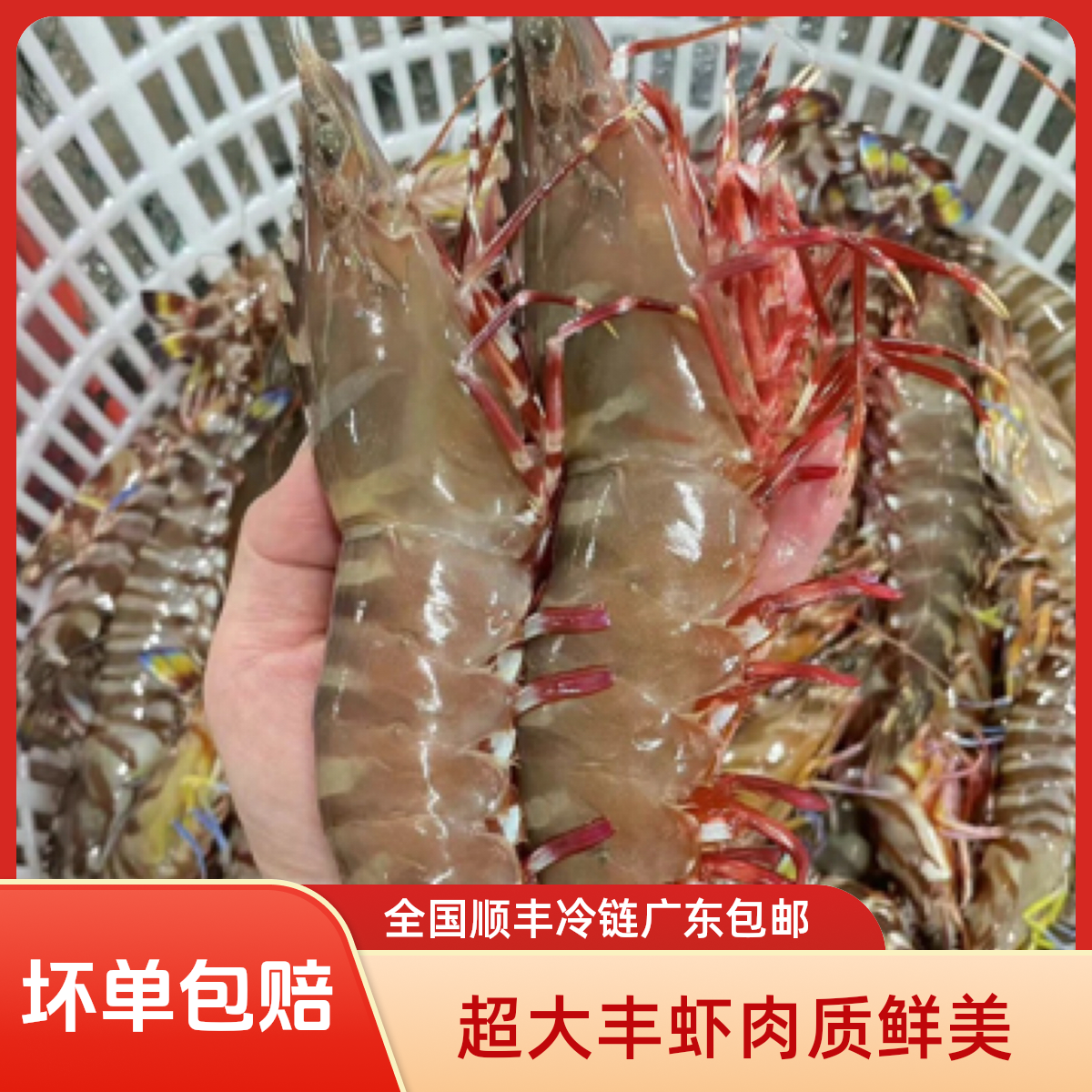 汕尾本港纯天然野生超大丰虾 红爪虾 大部分带膏