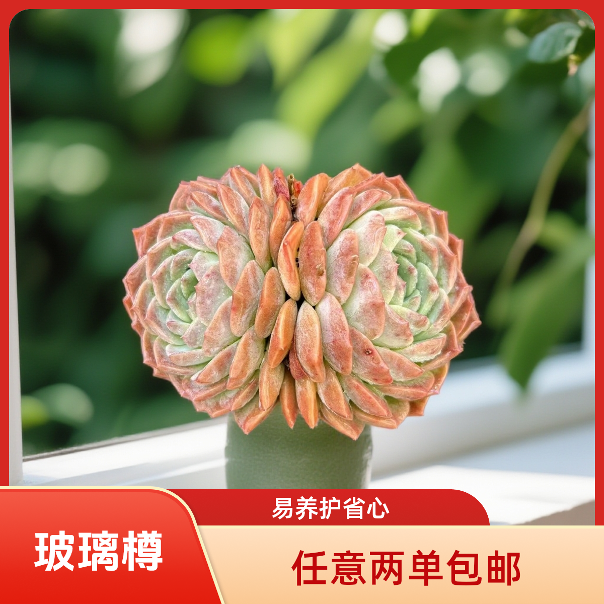 精品高透 双头琉璃樽脱土发 （任意两单包邮）