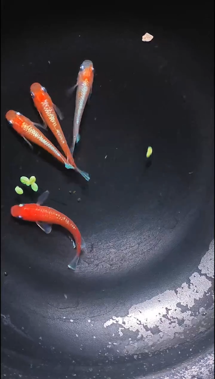 青鳉鱼观背青鳉002