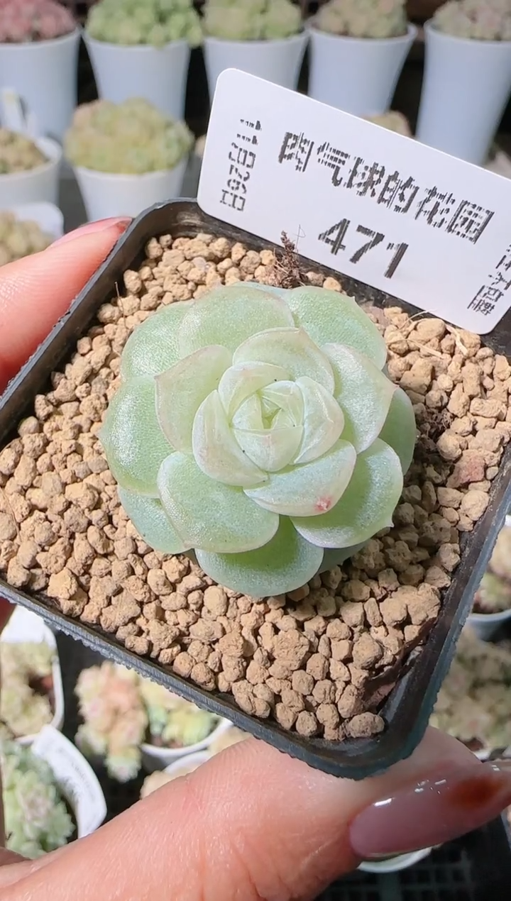 1126-471凝光群生不包整