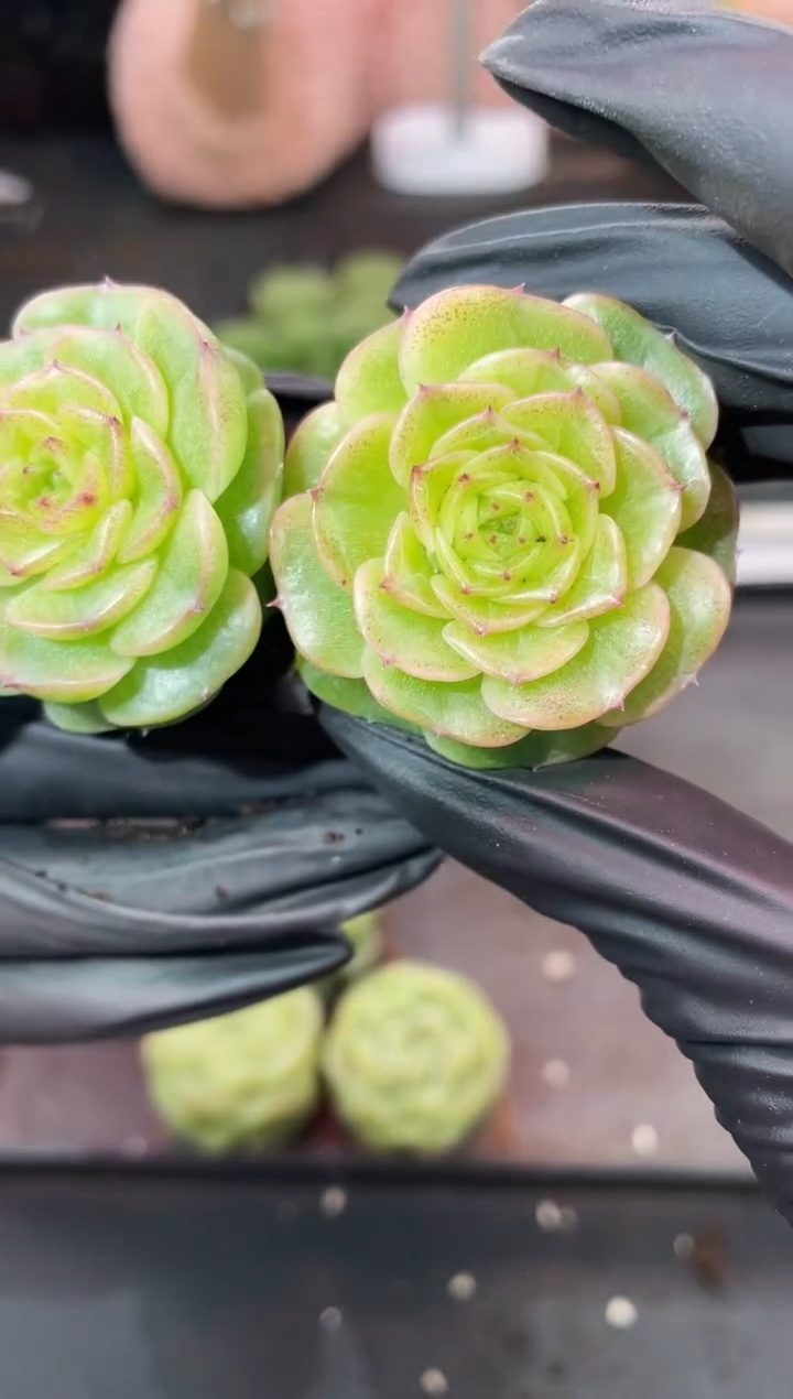 闪购995  花骨多肉一颗  3.8-4厘米