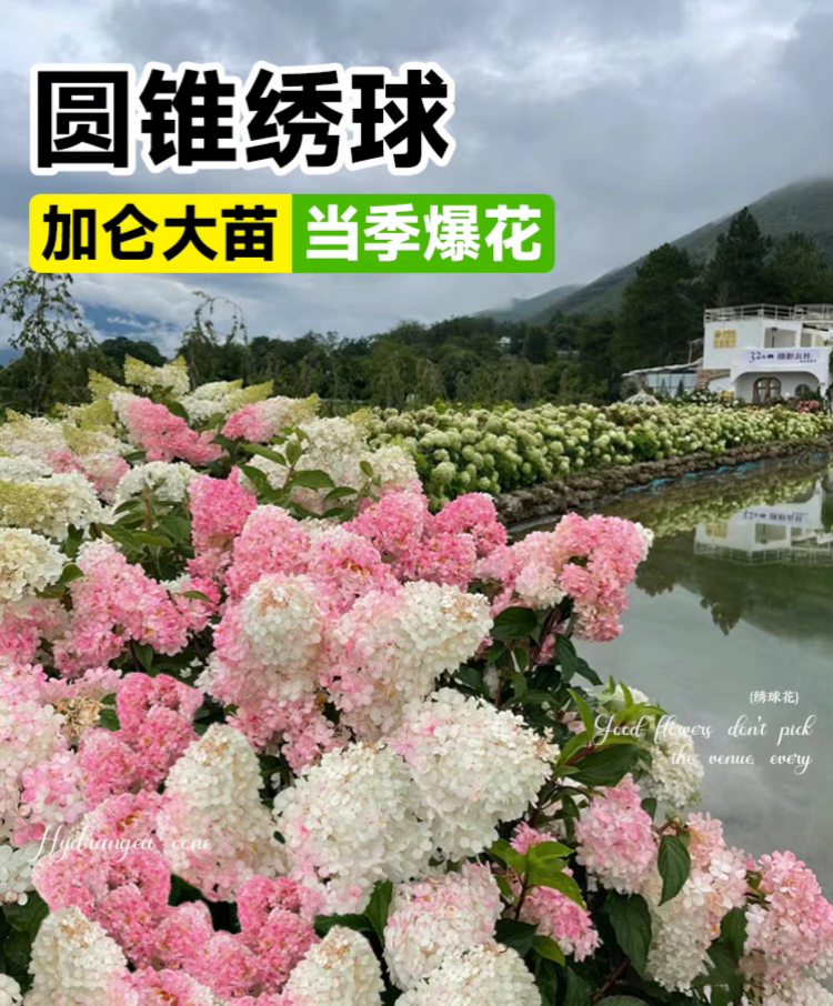 ［五加仑］圆锥木绣球香草草莓耐热耐寒宜庭院盆栽修剪发货