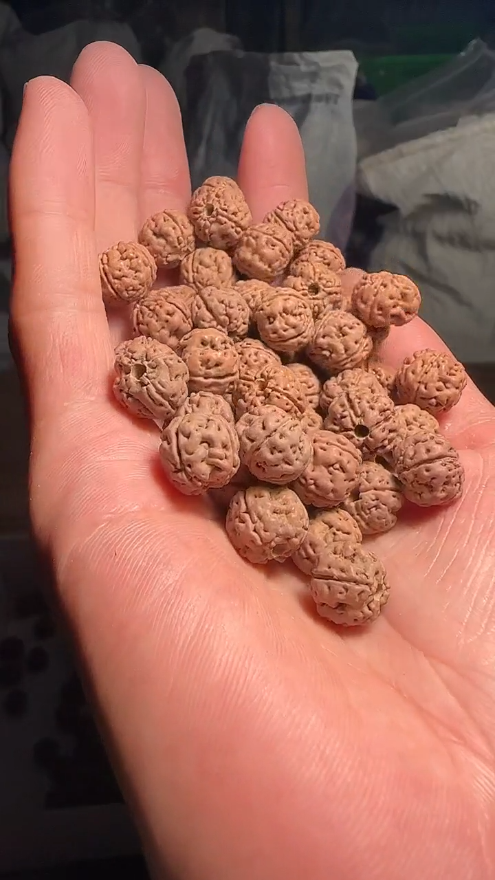 金刚菩提手串非全品老树王四掰散籽11mm一份一百颗