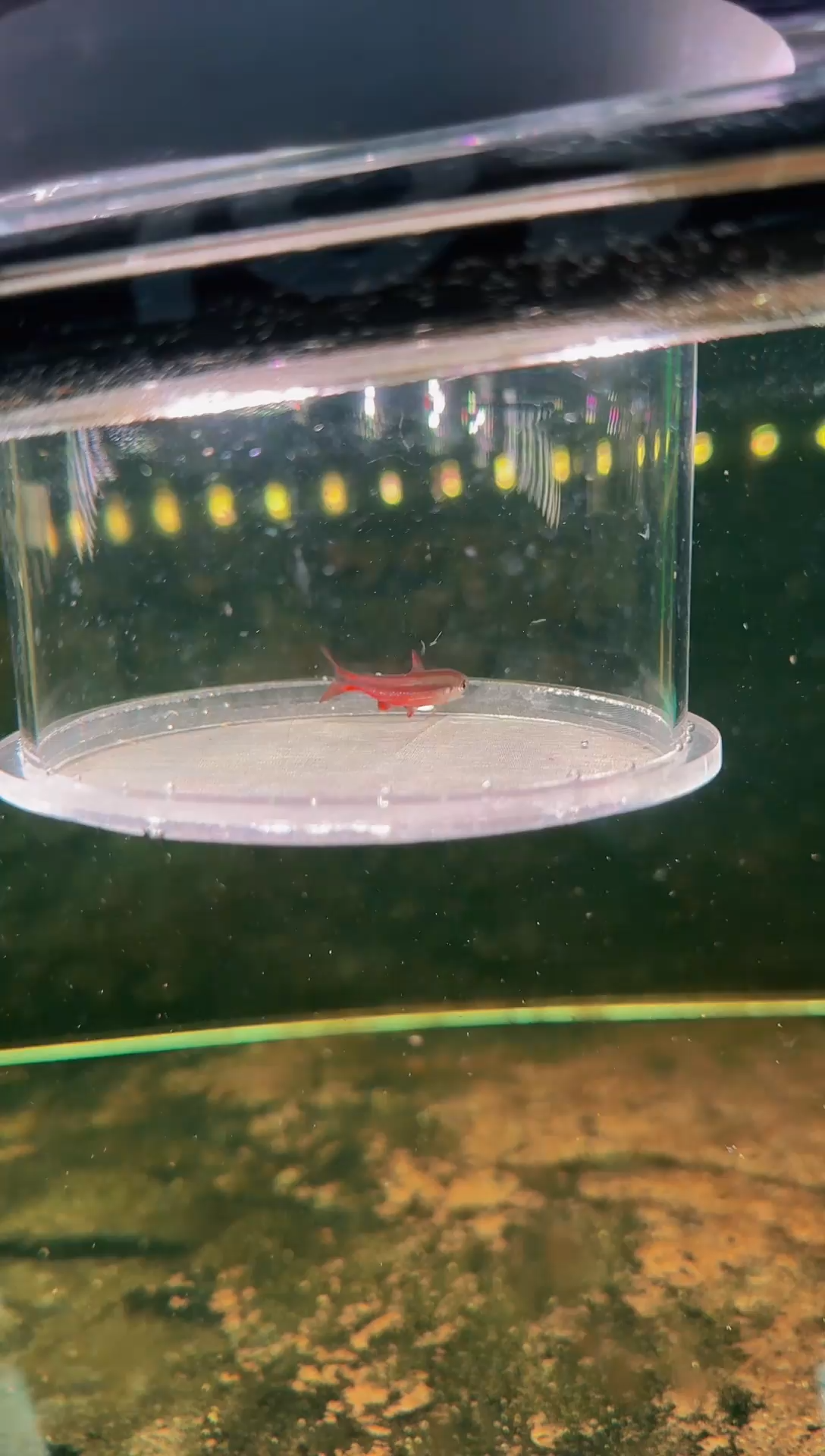 灯科鱼超级红魔鬼*1