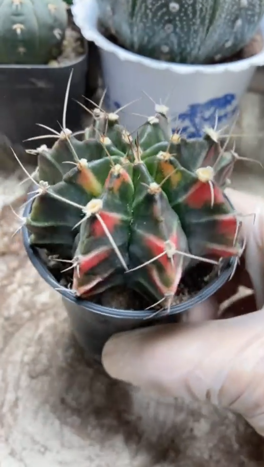 牡丹仙人球一物一拍