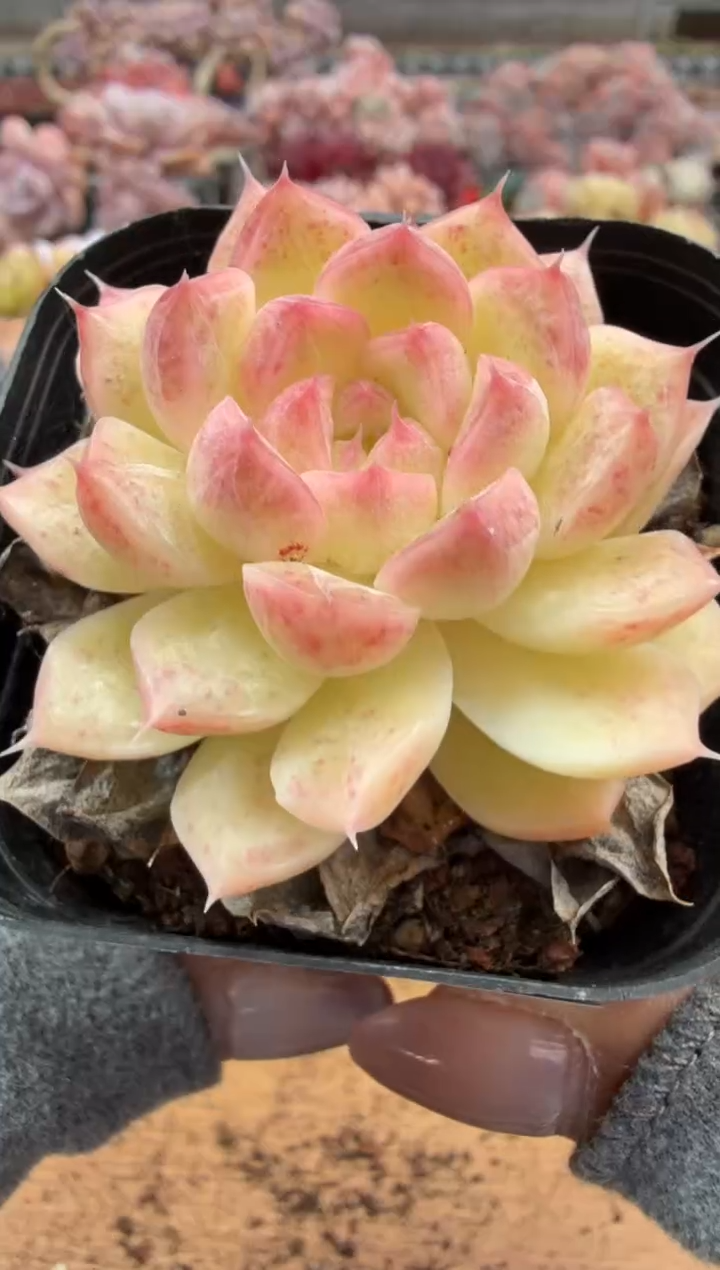 东云多肉园二店-182