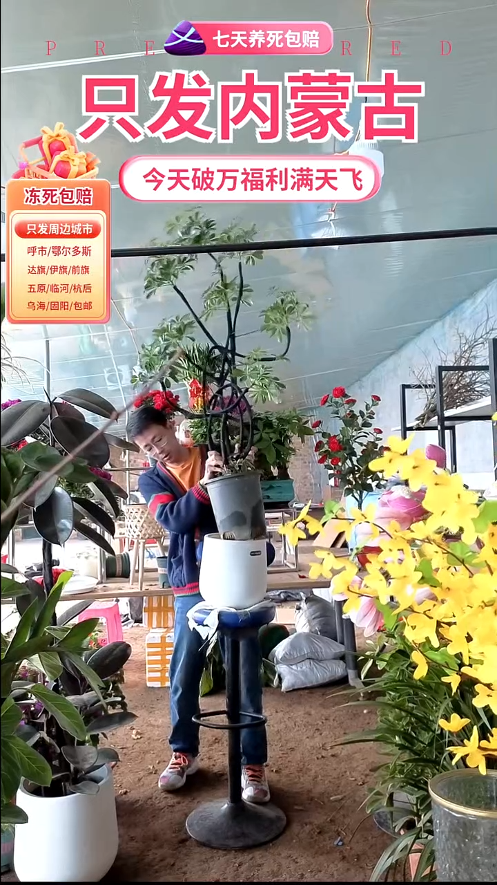 完全开放造型鸭脚木