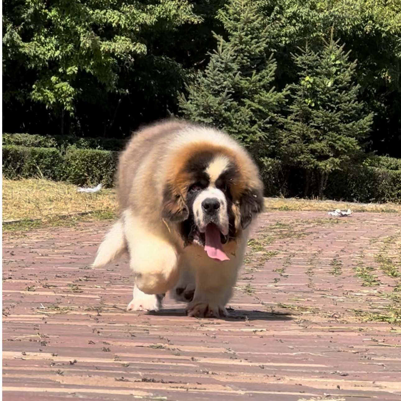 兄弟犬业圣伯纳快乐小狗高级宠物伴侣犬大型犬看家护院