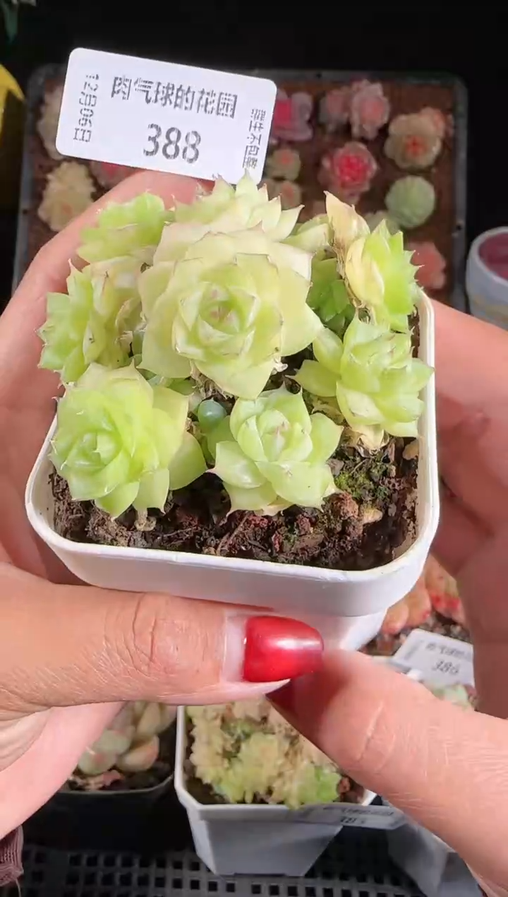 1206-388多肉群生不包整