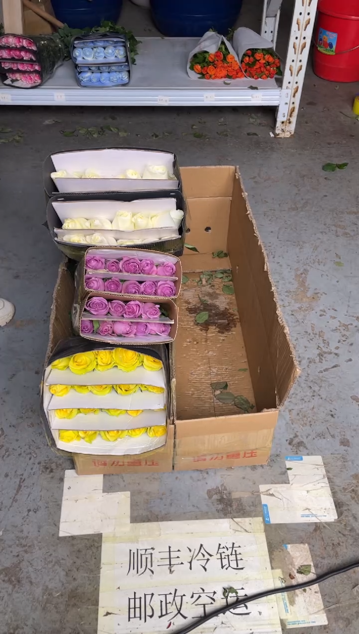 浪漫沙滩20枝+紫霞20枝+骄傲20枝