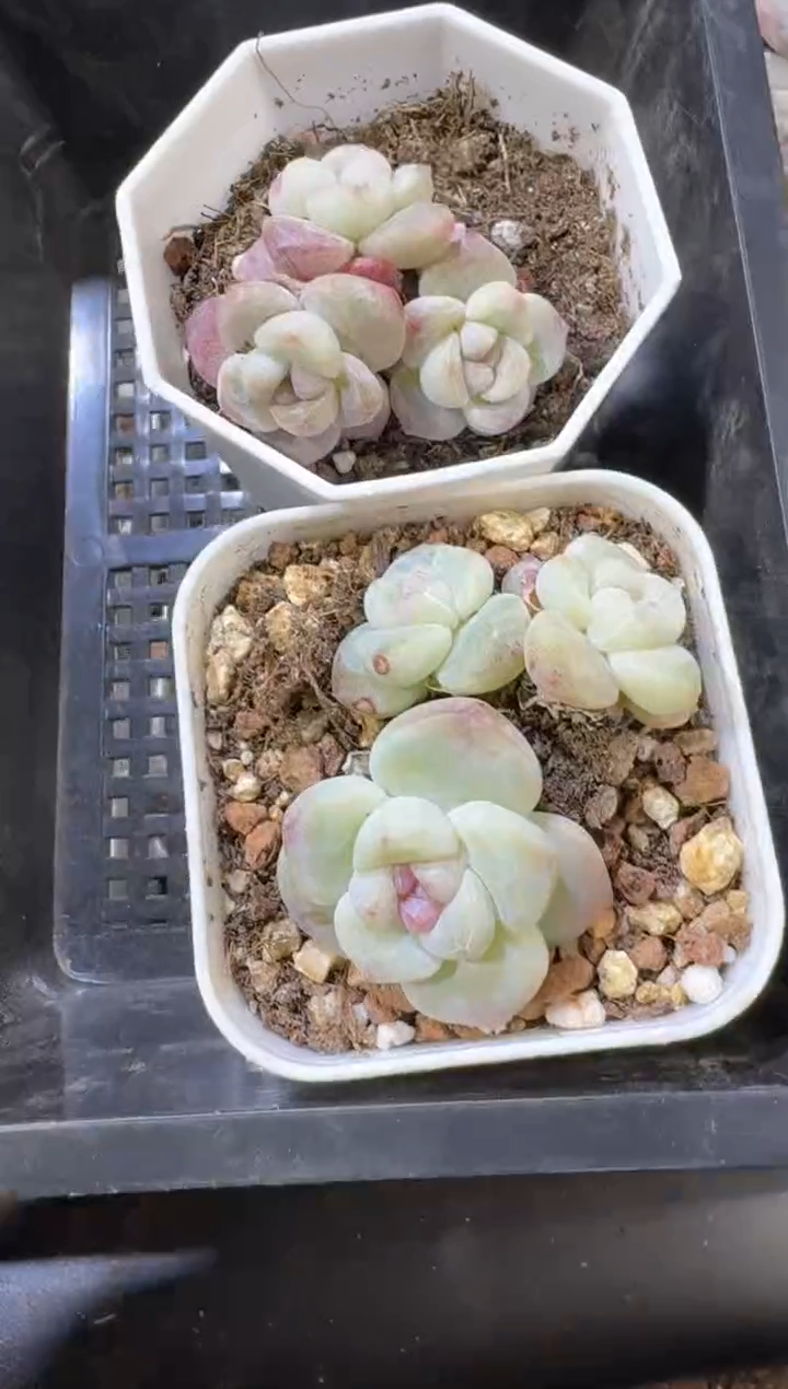 【闪购商品】23到手1框江北多肉一物一拍