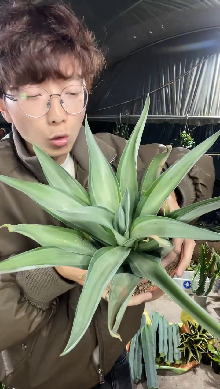 【闪购商品】美国快银脱土36.8