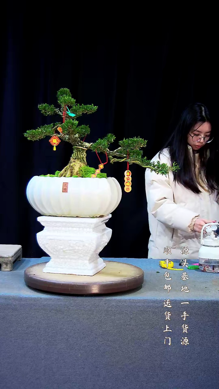 【闪购商品】雀舌黄杨盆景雀舌黄杨盆景