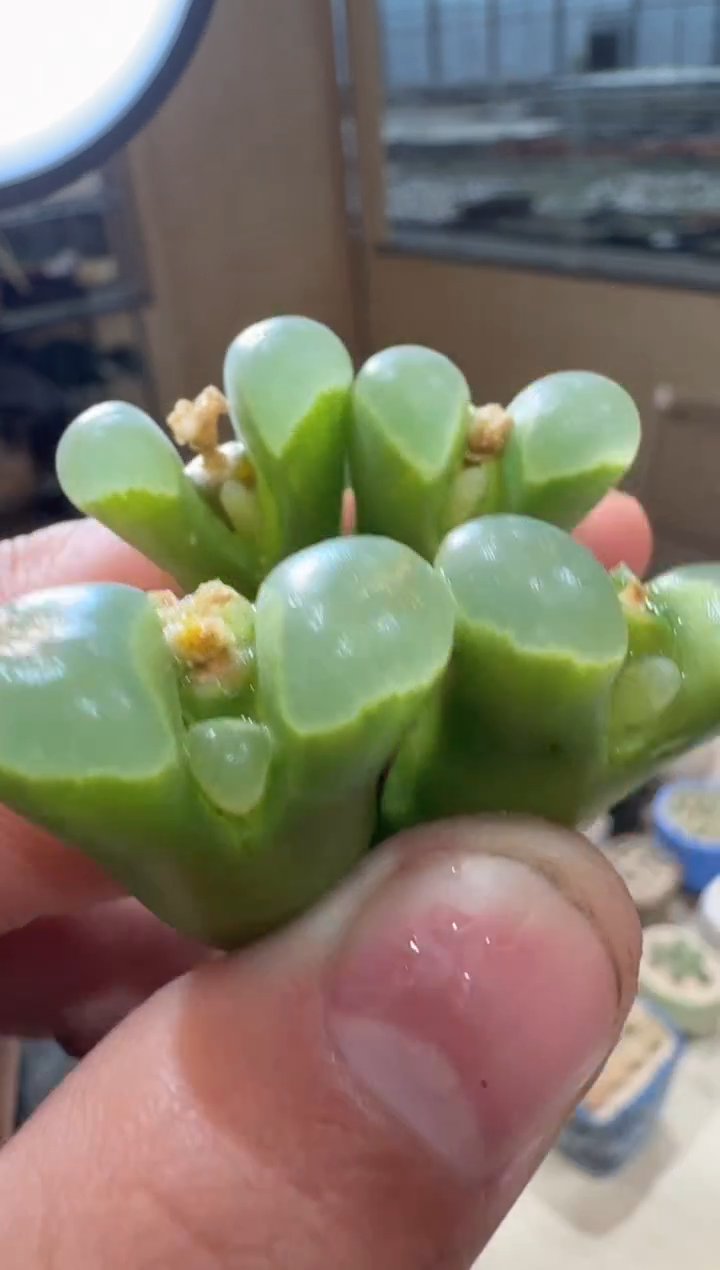 12-92多肉植物肉锥和田玉一颗