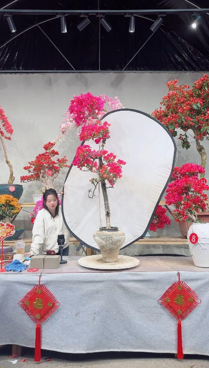 【闪购商品】盆景海岛红