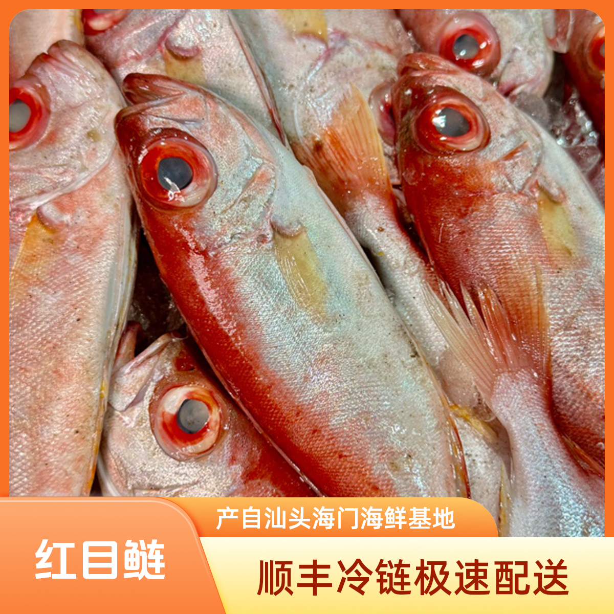 汕头海门海鲜  红目鲢 大眼鱼 顺丰冷链