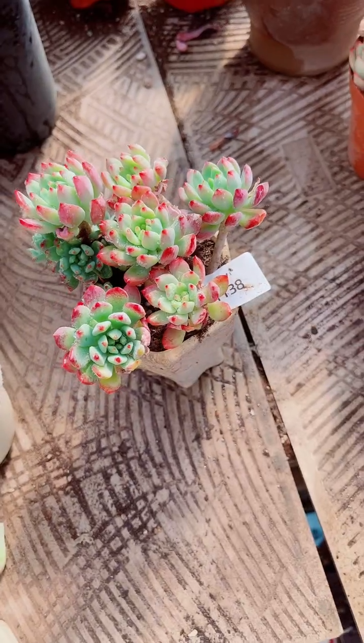 冰*跃跃精品多肉01138