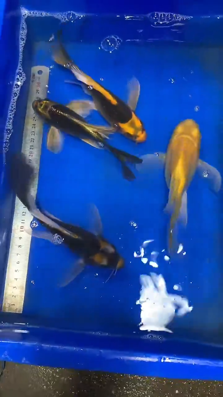 蝴蝶鲤鱼为****能蝴蝶鲤直播选鱼专用链接 凭开箱视频售后