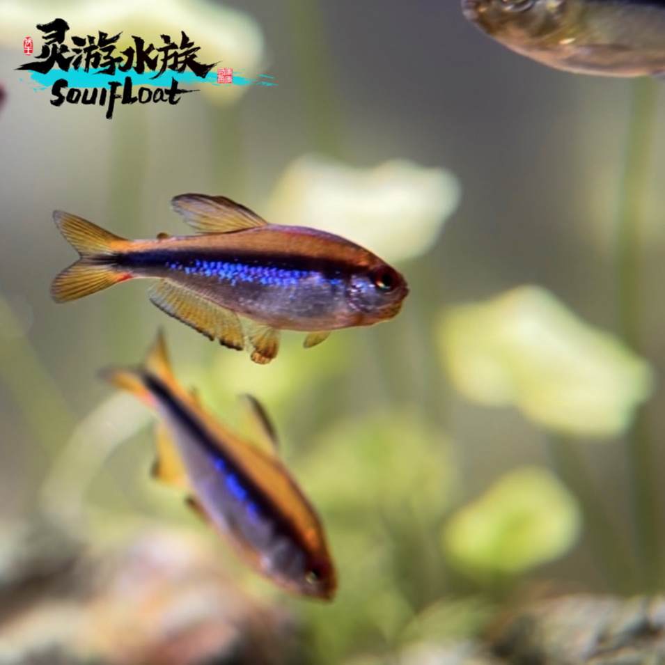 灯科鱼捡漏合集（顺丰包邮）