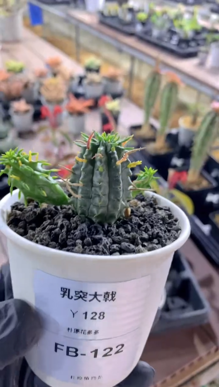 【闪购商品】乳突大戟FB-122