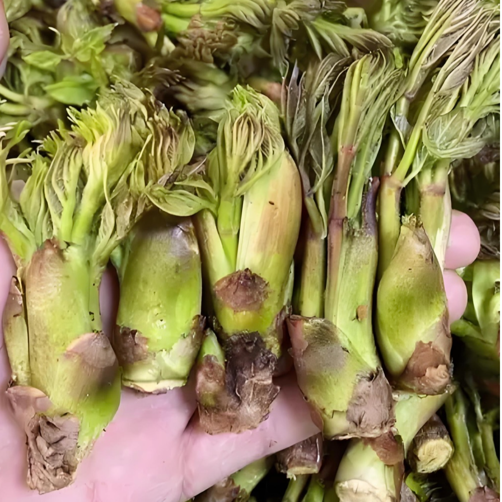东北新鲜刺嫩芽大棚刺嫩芽带跟刺嫩芽刺老芽山野菜刺老包