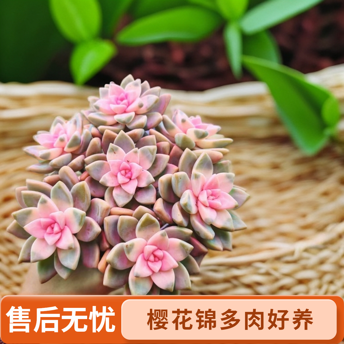 顺悠（满9.9包邮）樱花锦多肉植物室内外好养活带盆土