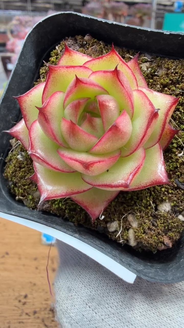 东云多肉园三店-239