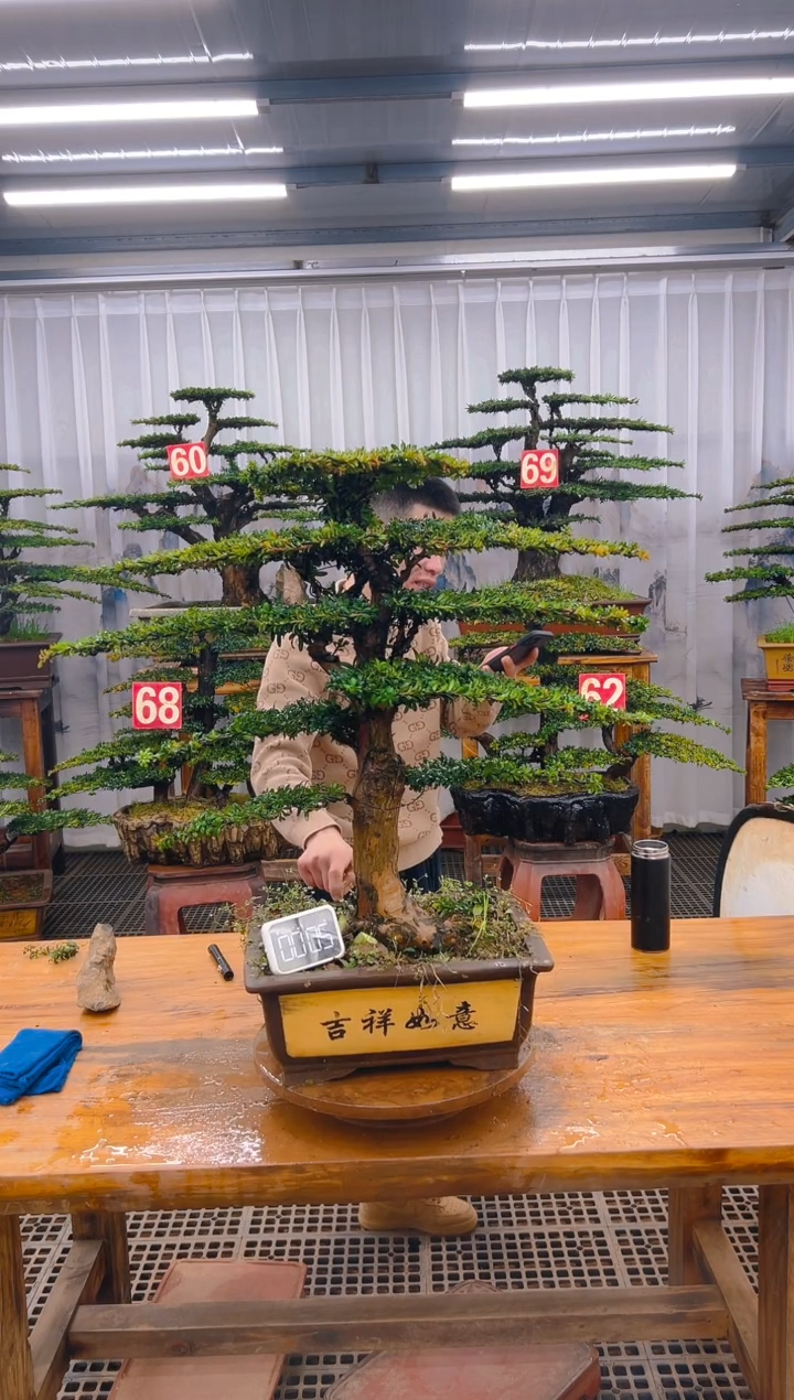 【闪购商品】紫砂精品盆景直播间一物一拍