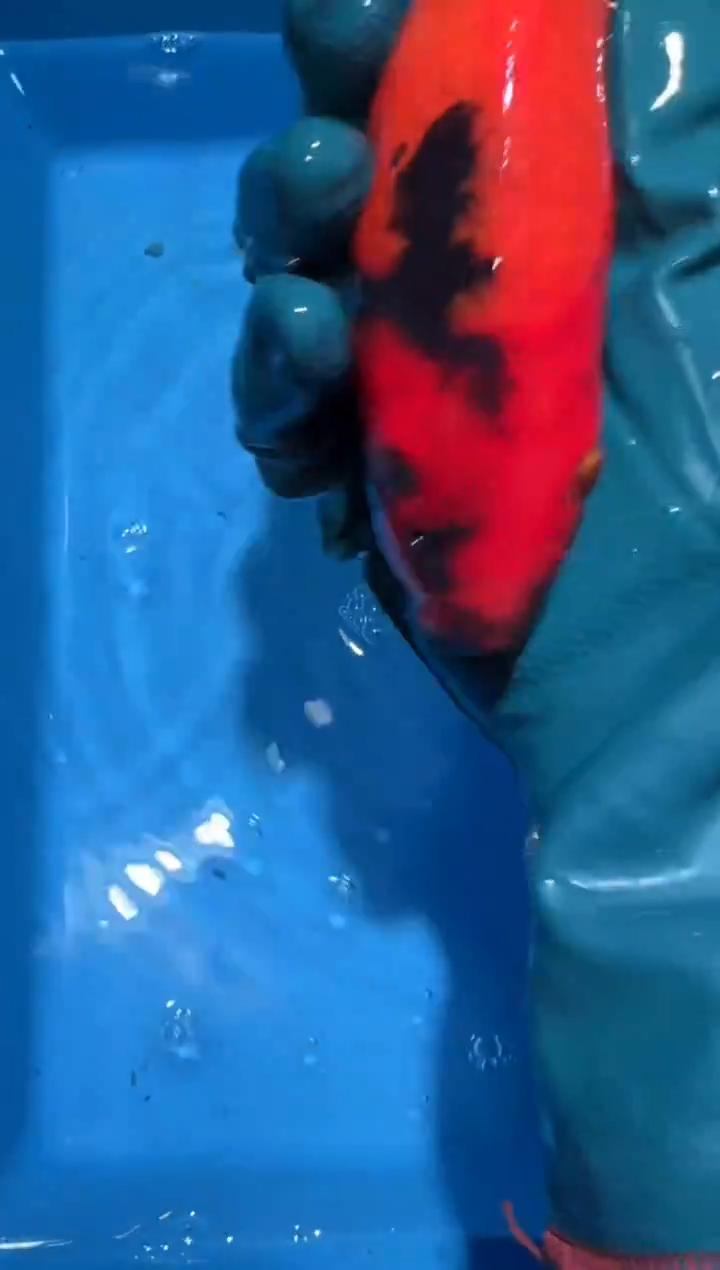 锦鲤点关注右下角竞拍链接出价