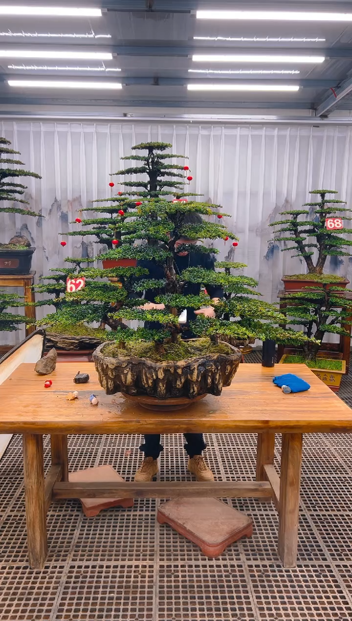 【闪购商品】紫砂精品盆景直播间一物一拍