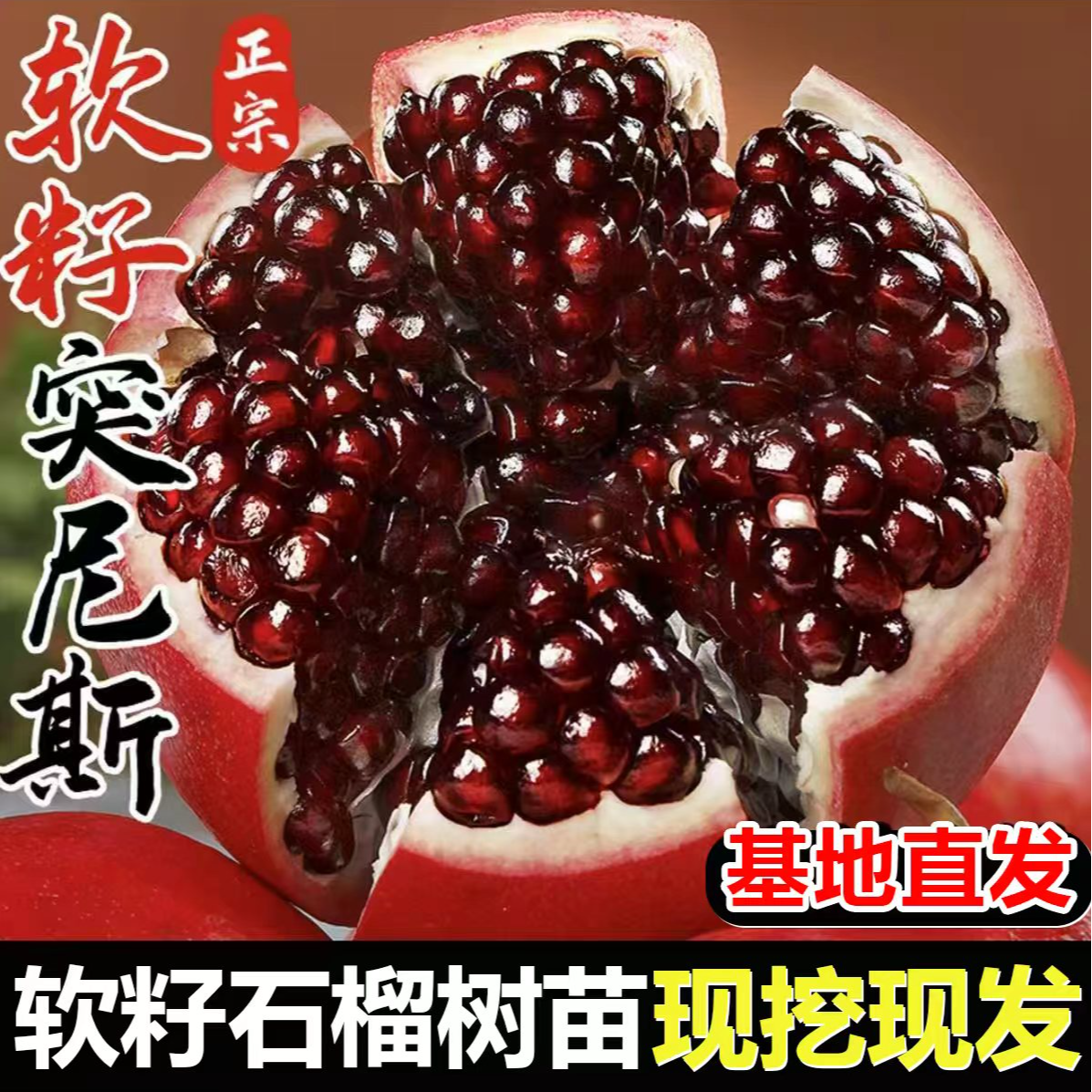 【突尼斯软籽石榴树苗】软籽石榴苗南北方盆栽地栽庭院种植果树苗