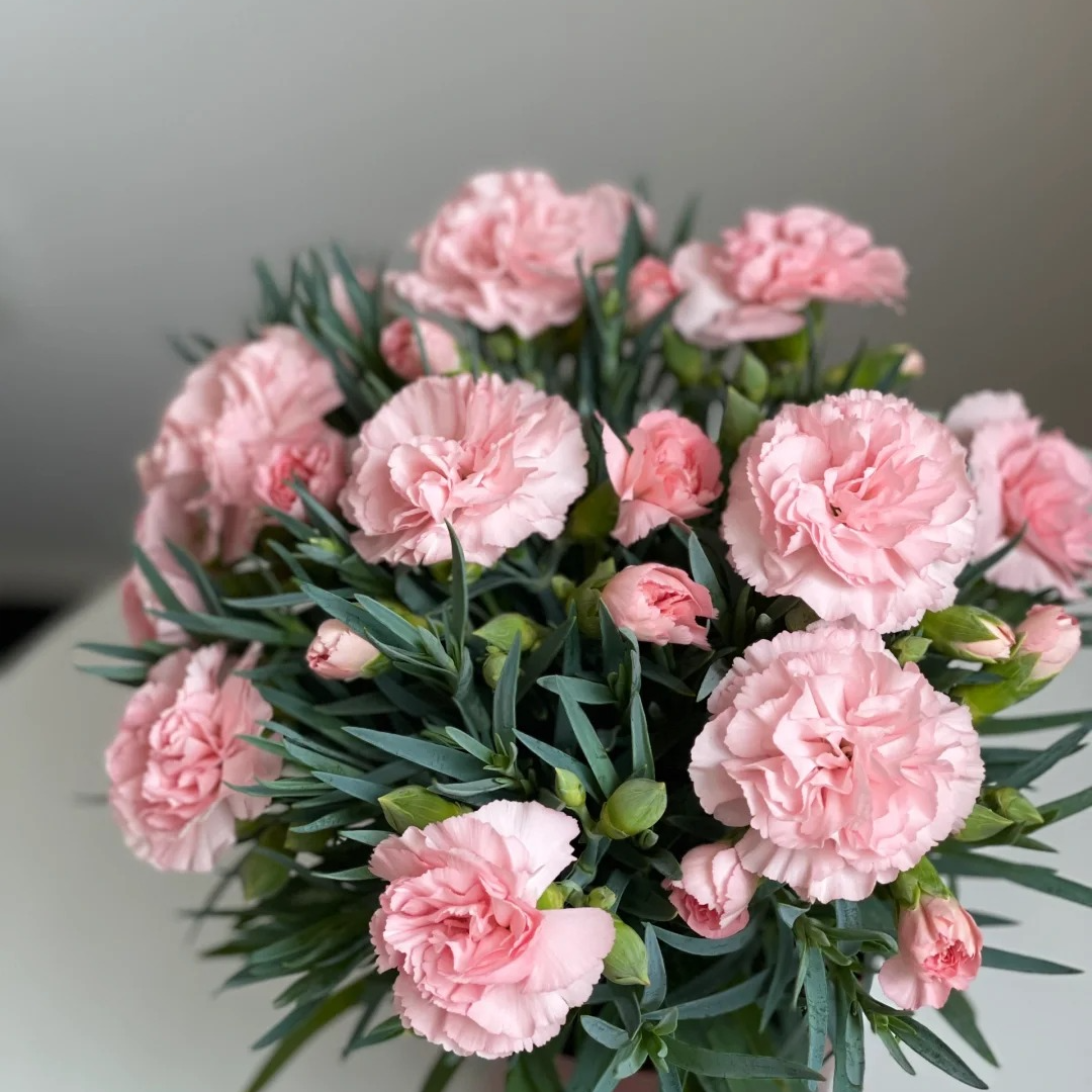 【奥斯卡康乃馨】盆栽爆花好养新手必入阳台庭院耐寒四季开花