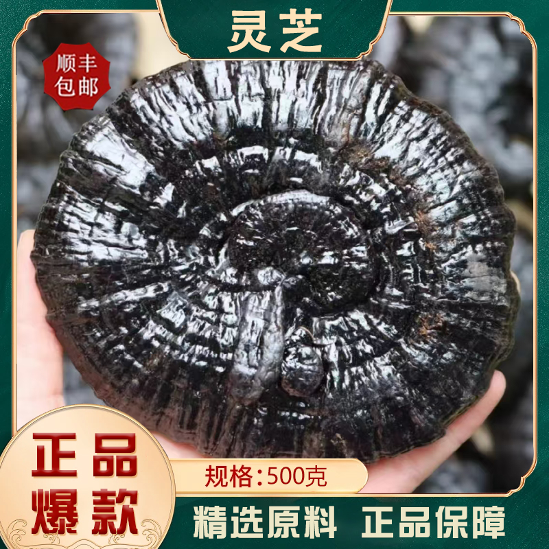 高端严选泰安赤灵芝500g，品质上乘营养丰富，泡酒泡茶煲汤