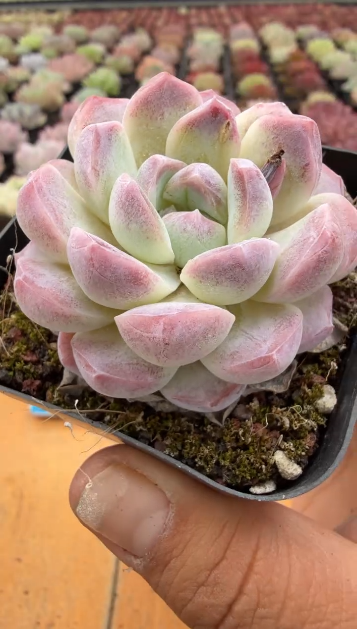 东云多肉园二店-08