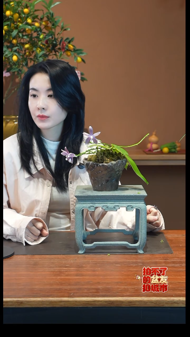 全部花朵蓝色梦幻盆景盆景盆景